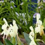 Associate the Roscoea