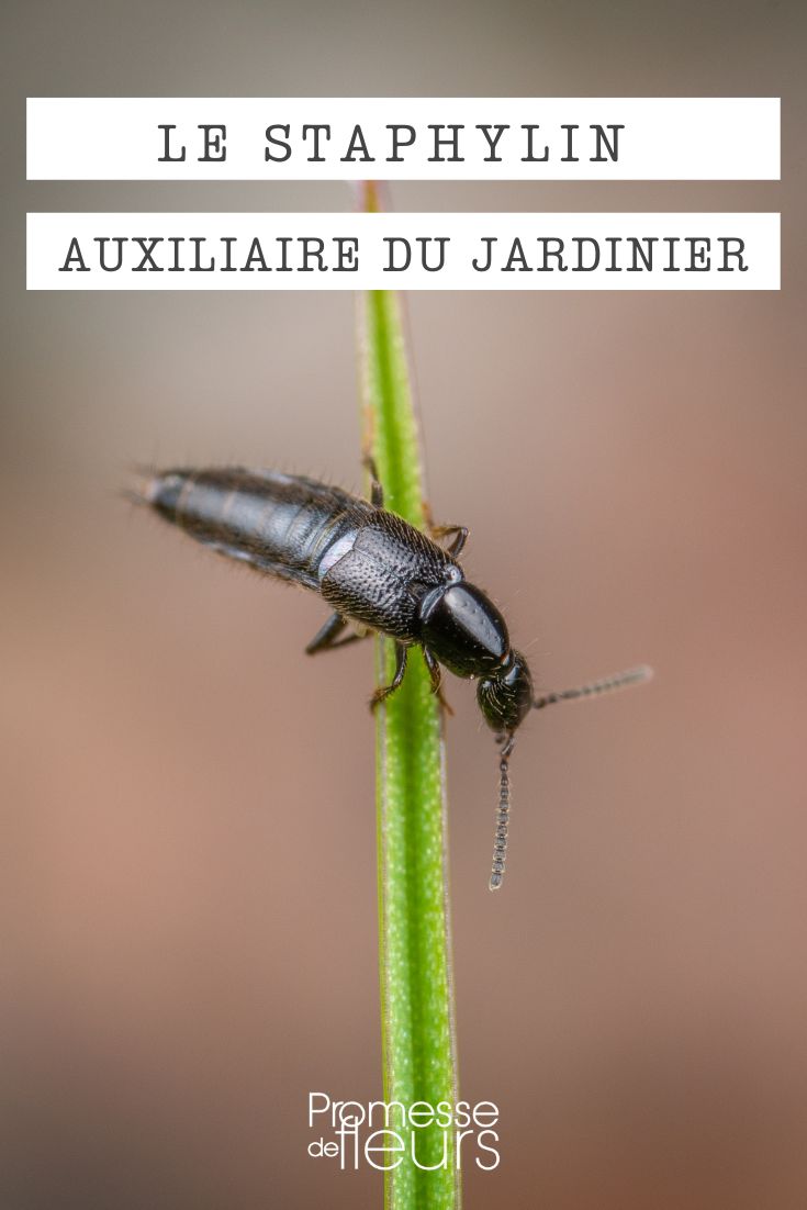 Staphylin Staphylin insecte auxiliaire