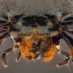 Rove beetle: a gardener's friend