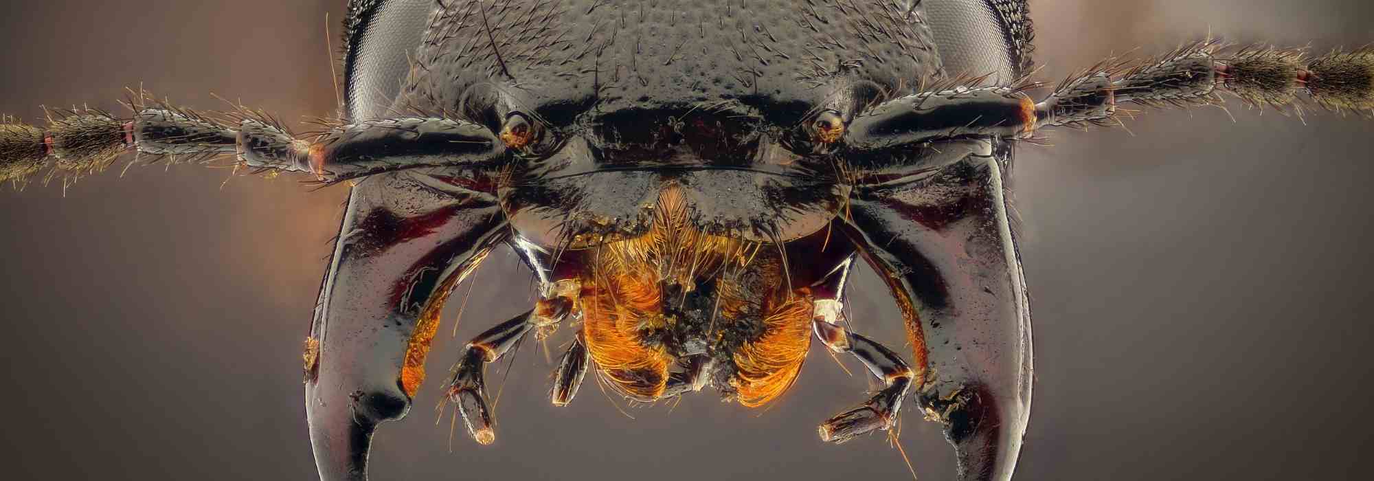 Rove beetle: a gardener's friend