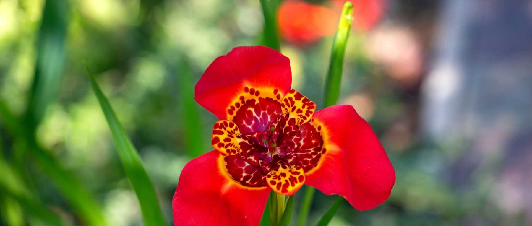 # Tigridia: Planting, Growing and Caring

## Introduction
The Tigridia, also known as the Mexican Shell Flower, is a stunning bulbous plant that produces vibrant, exotic-looking blooms. Native to Mexico and Central America, this eye-catching plant adds a tropical touch to British gardens during the summer months.

## Planting Tigridia
### When to Plant
- **Best time**: Plant the bulbs in mid to late spring after the last frost
- **Soil temperature**: Wait until soil reaches at least 15°C

### Where to Plant
- **Sun exposure**: Full sun (at least 6 hours daily)
- **Soil type**: Well-draining, fertile soil
- **Ideal locations**: Flower beds, borders, containers

### How to Plant
1. Prepare the soil by mixing in compost or well-rotted manure
2. Plant bulbs 10-15cm deep and 10-15cm apart
3. Position with the pointed end facing upwards
4. Water thoroughly after planting

## Growing Conditions
### Watering
- Keep soil consistently moist during growth and flowering
- Reduce watering after flowering when foliage begins to yellow

### Feeding
- Apply balanced liquid fertiliser every 2-3 weeks during active growth
- Stop feeding when flowers fade

### Temperature
- Thrives in warm conditions (18-25°C)
- Not frost hardy - lift bulbs in autumn in colder regions

## Care and Maintenance
### Deadheading
- Remove spent flowers to encourage more blooms
- Leave some flowers if you want to collect seeds

### Overwintering
In areas with cold winters:
1. Lift bulbs after first frost when foliage dies back
2. Clean and dry bulbs
3. Store in cool (10°C), dry place in peat or vermiculite
4. Replant following spring

### Pests and Diseases
- Watch for slugs and snails on young growth
- Bulb rot may occur in waterlogged soil

## Propagation
- **Division**: Separate offsets from parent bulbs when dormant
- **Seeds**: Sow fresh seeds in spring (flowers in 2-3 years)

## Design Tips
- Plant in groups for dramatic effect
- Combine with other summer-flowering bulbs
- Excellent for cut flowers (each bloom lasts just one day but produces many flowers)

With their spectacular, short-lived flowers that appear in succession, Tigridias bring an exotic flair to British gardens. Though each individual bloom lasts just a day, the plant produces many flowers over several weeks, creating a stunning display.