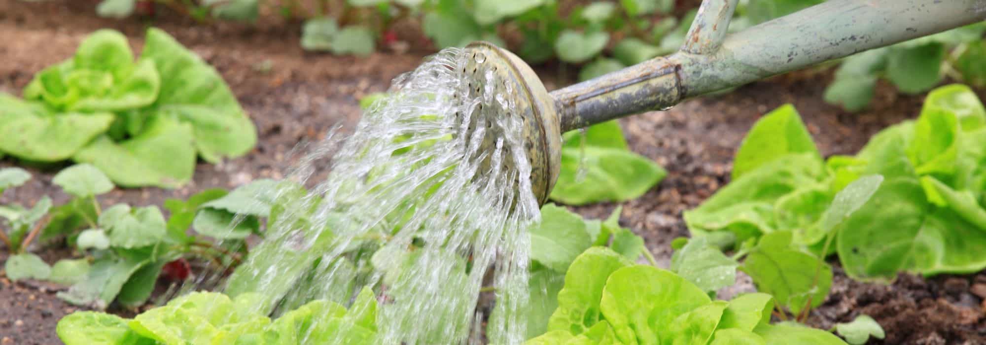Watering the vegetable garden: our tips