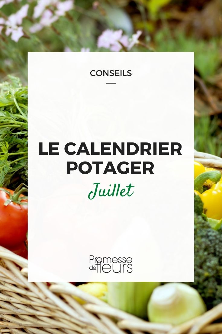 [planting_season month="July"]

In July, it's time to sow {glossary} vegetables such as carrots, radishes, and lettuce. Don't forget to water regularly and keep an eye out for pests. Enjoy the harvest!