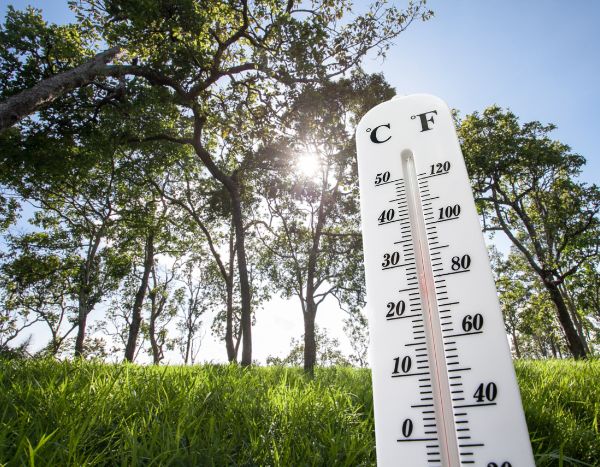 Heatwave: 10 tips to protect your plants