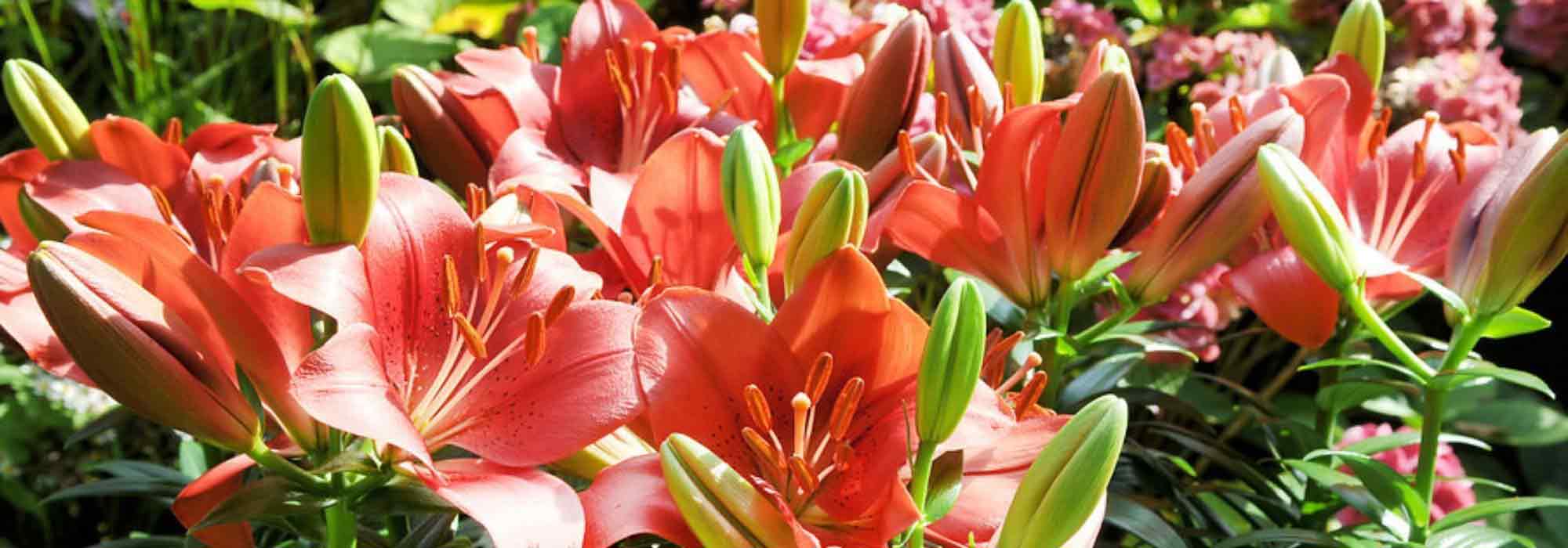 How to choose a lily?