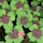 Associate the oxalis