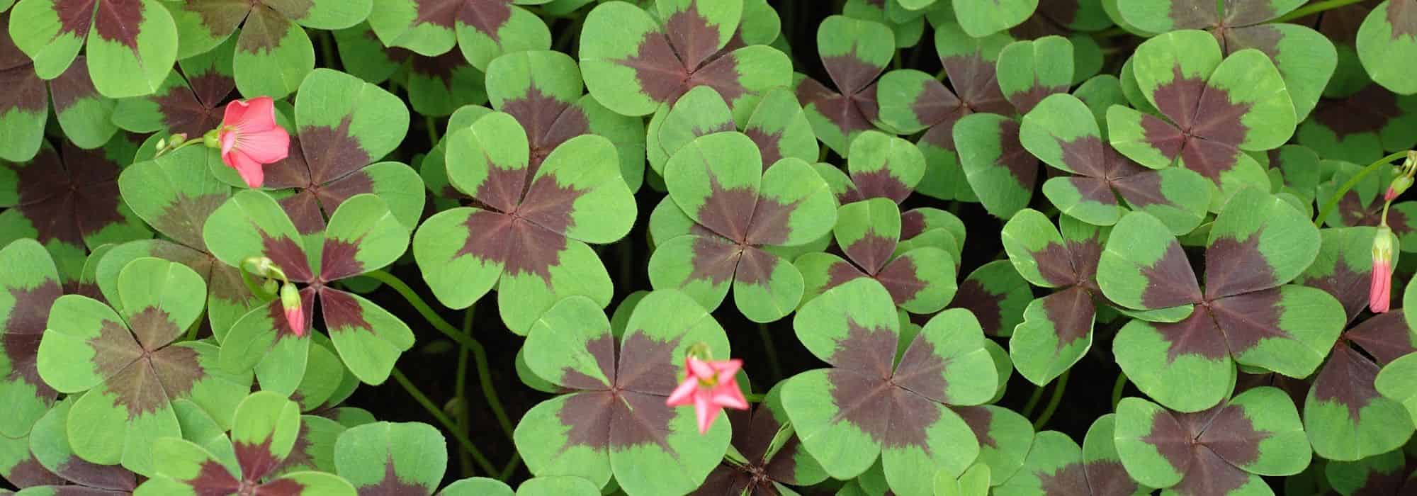 Associate the oxalis