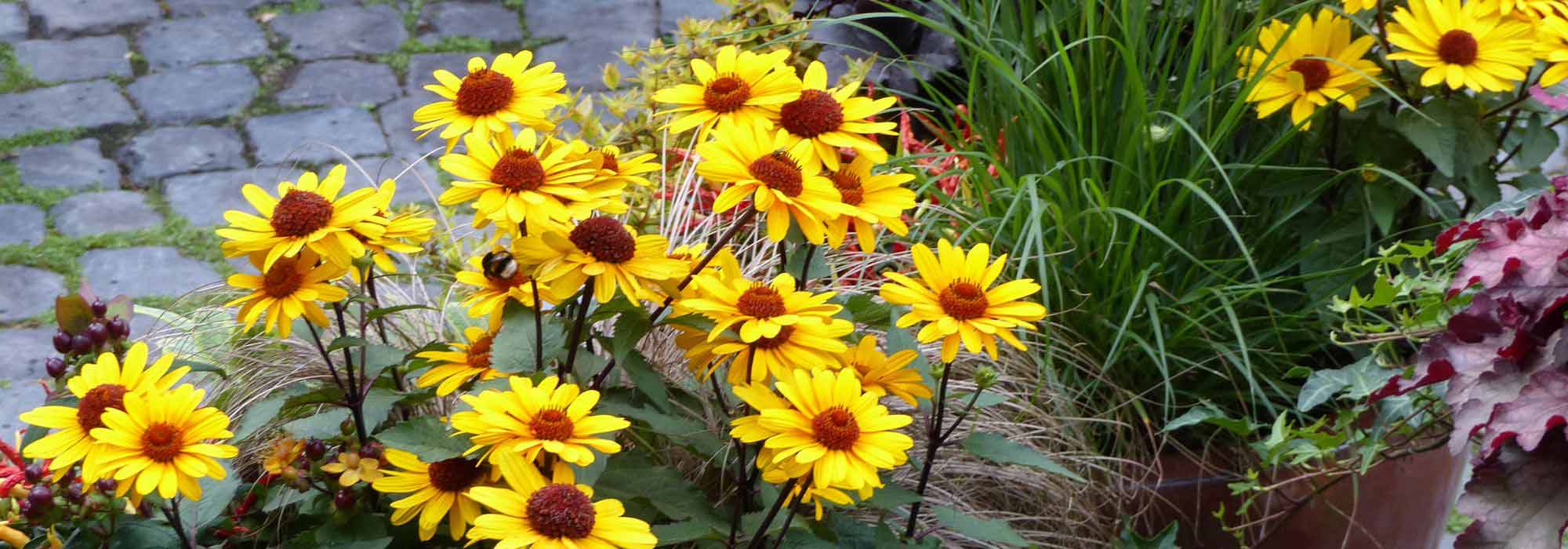 Growing Heliopsis in pots