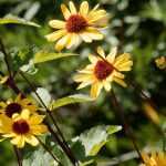 Heliopsis: 5 Companion Planting Ideas