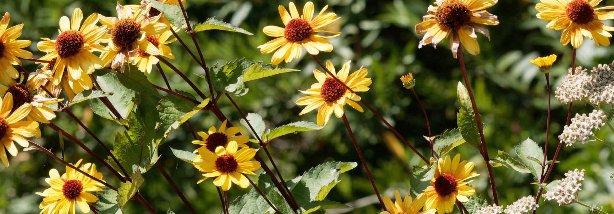 Heliopsis: 5 Companion Planting Ideas
