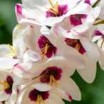 How to grow Ixia in pots?