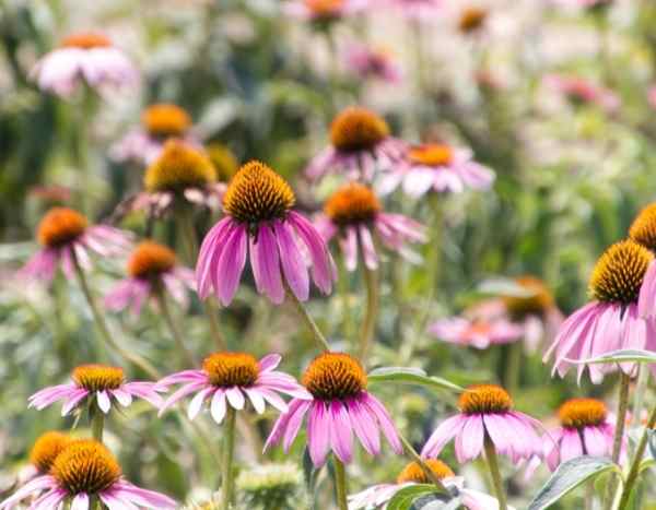 Tutorial: how to sow <em>Echinacea</em>?