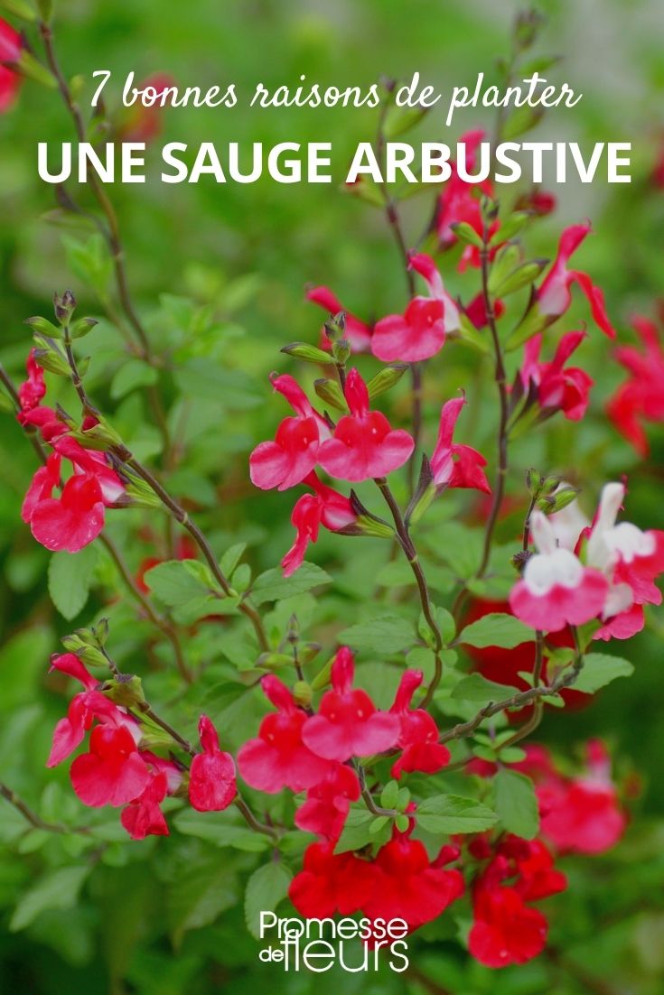 7 good reasons to plant a shrubby sage Why plant shrubby sage in the garden or on the terrace?