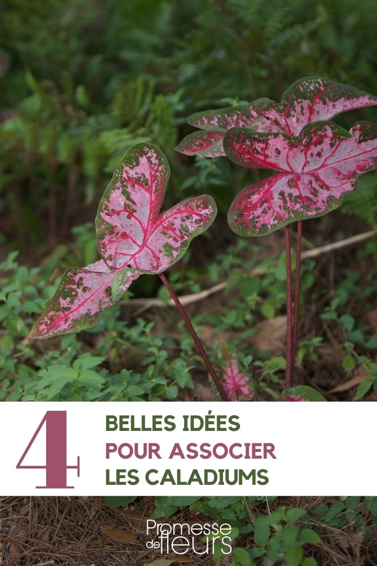 Associate caladiums Associate caladiums