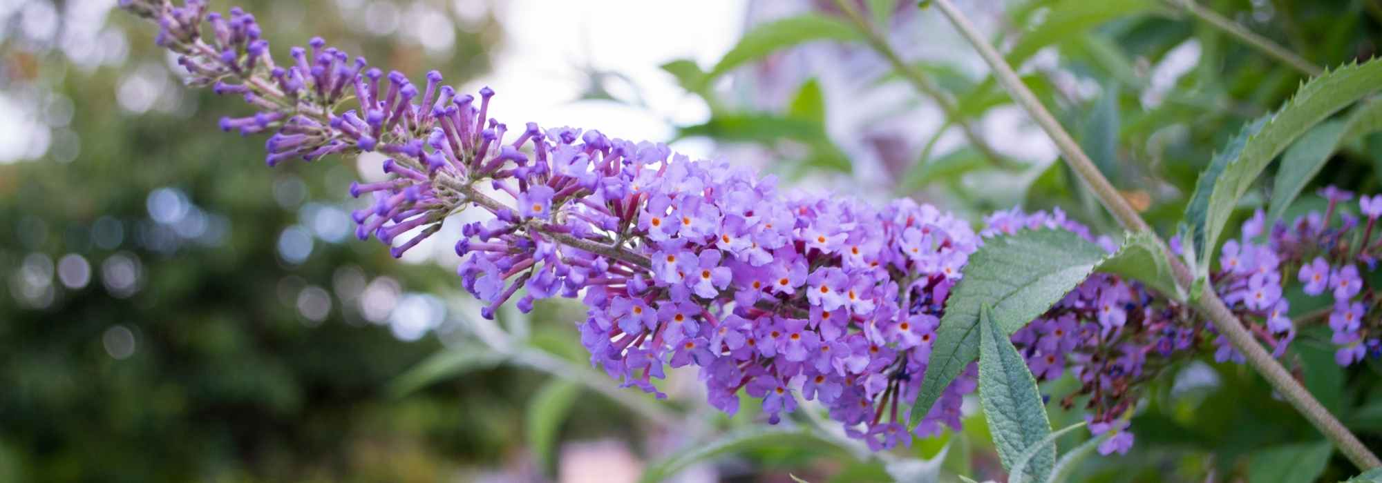 Growing a butterfly bush in a pot