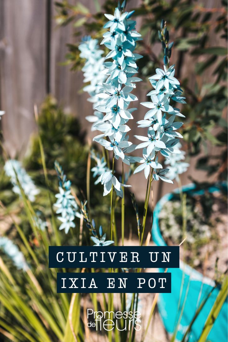 Ixia Culture in a Pot or Planter