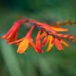 Travelling Plants: Crocosmias