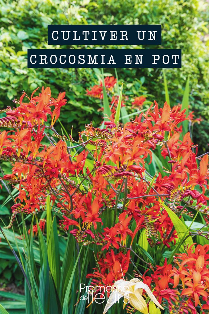 [crocosmia pot_size="medium" container="planter"]