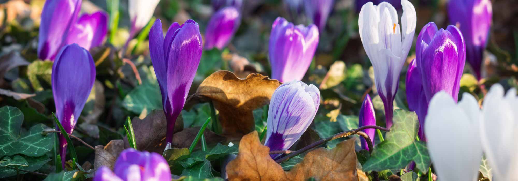Small bulbs and groundcover plants, a winning duo