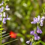 Associate the Galega