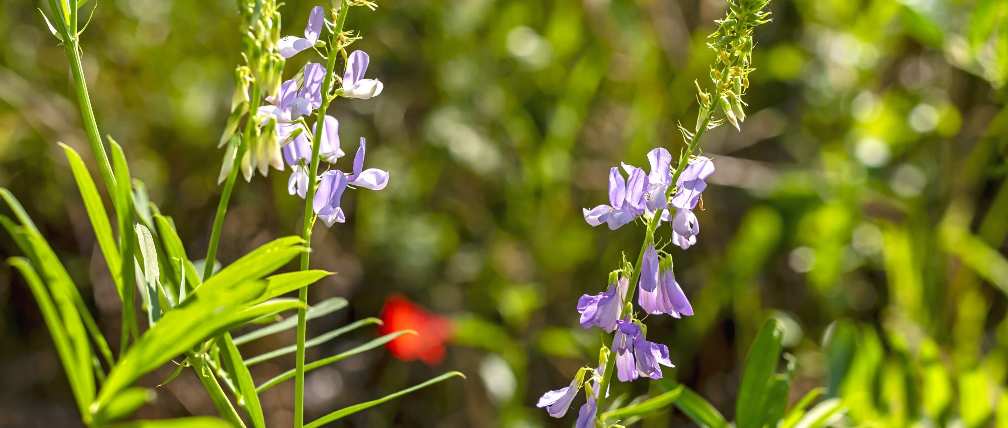 Associate the Galega