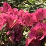 7 Pink Alstroemeria
