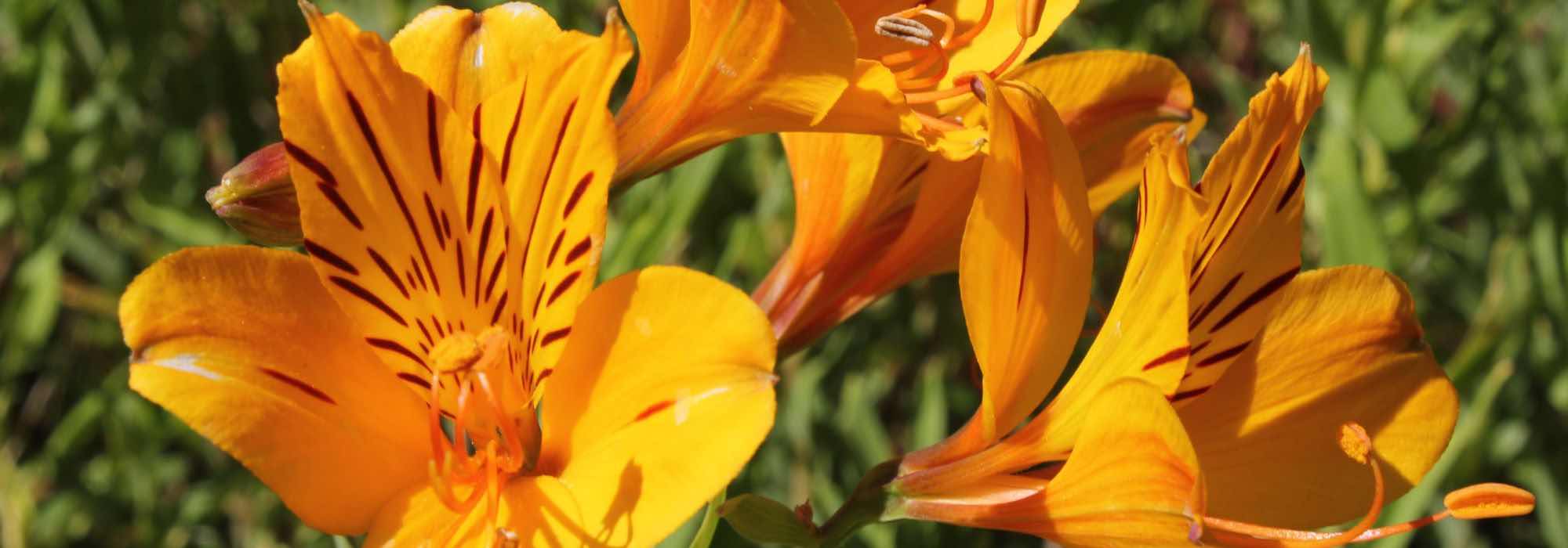 7 Yellow-flowered Alstroemeria