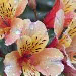 Alstroemeria: the most beautiful varieties