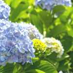 Hydrangea: How to Save It After a Heatwave