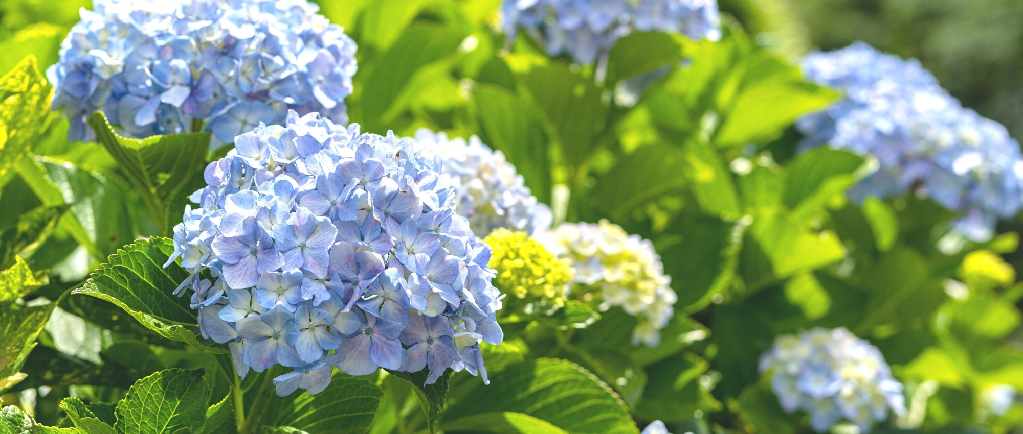 Hydrangea: How to Save It After a Heatwave