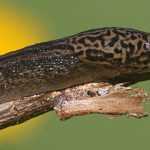 Gardener's ally: the leopard slug