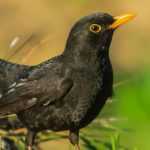 Black bird with an orange beak: discover the blackbird!