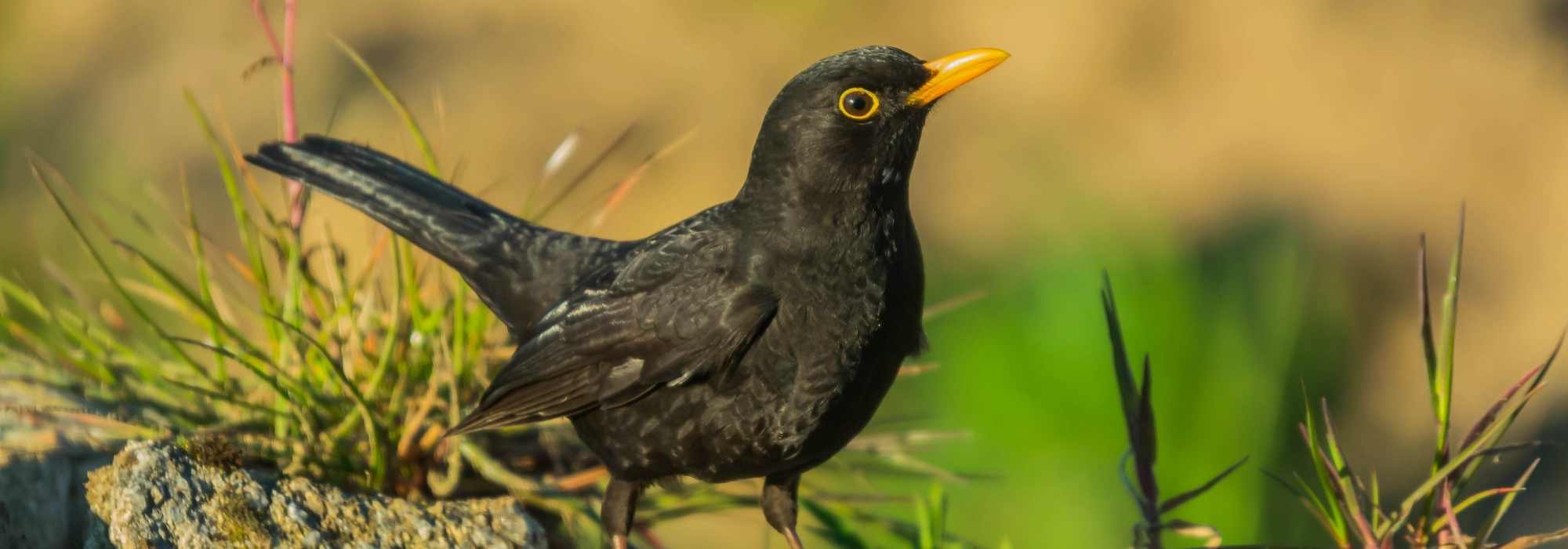 Black bird with an orange beak: discover the blackbird!
