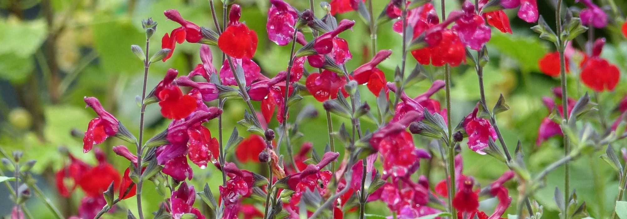 Shrubby sages: planting and care tips