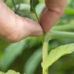 Summer vegetable pruning: why and how?
