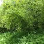 Travelling Plants: Bamboo