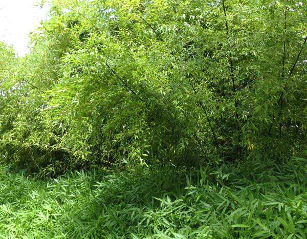 Travelling Plants: Bamboo