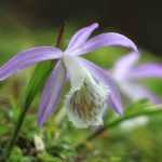 3 pairing ideas with  Pleiones