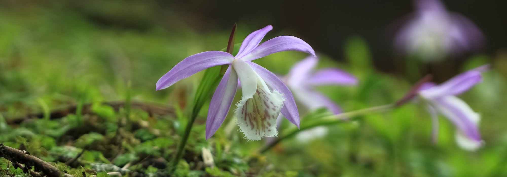 3 ideas for pairing Pleiones