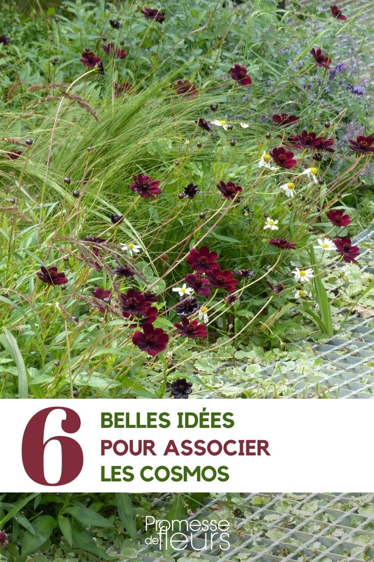 [cosmos ideas="6 associations"]