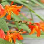 5 orange Crocosmias to discover