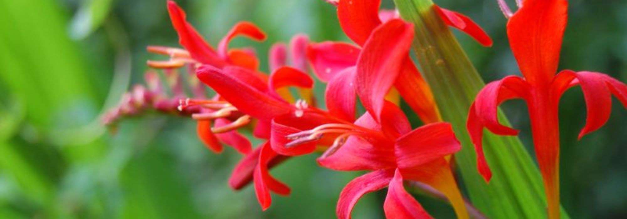 5 Red Crocosmias to Have in Your Garden