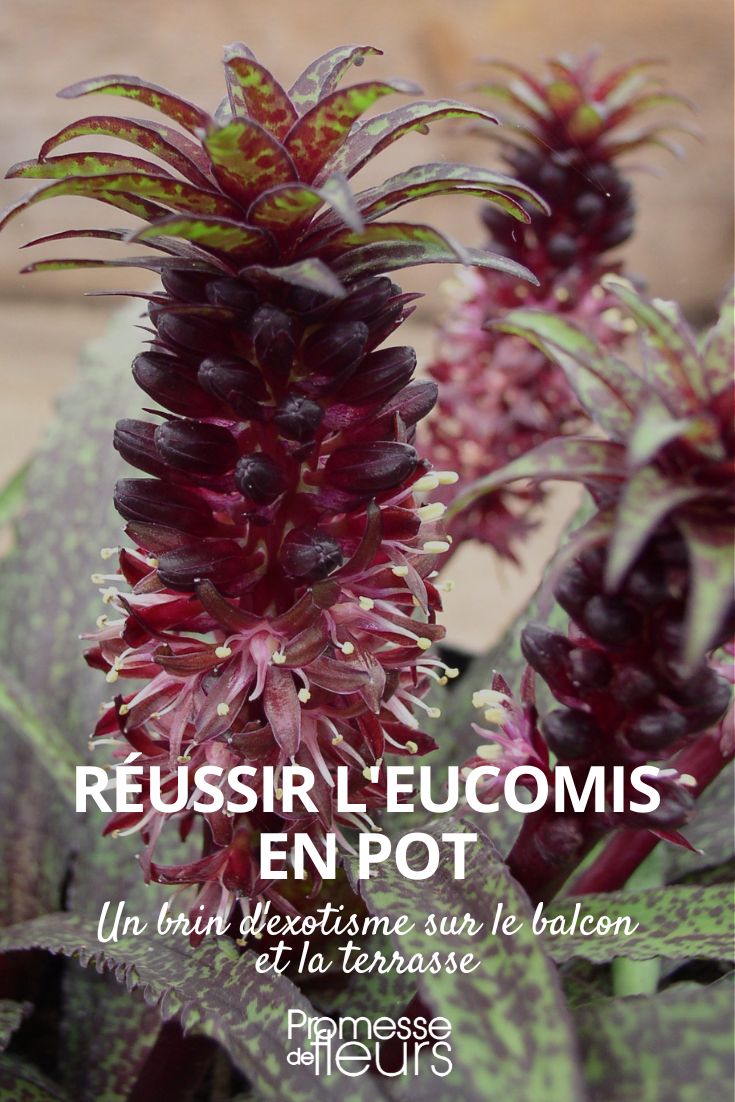 [plant_guide plant="eucomis" category="container_culture"]


