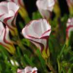Oxalis: the most beautiful varieties