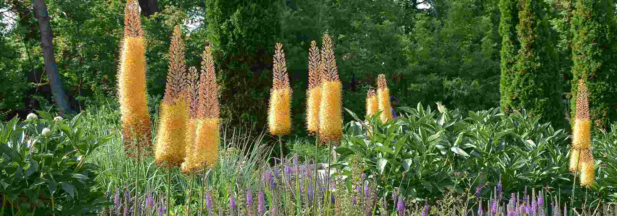 6 ideas for pairing Eremurus