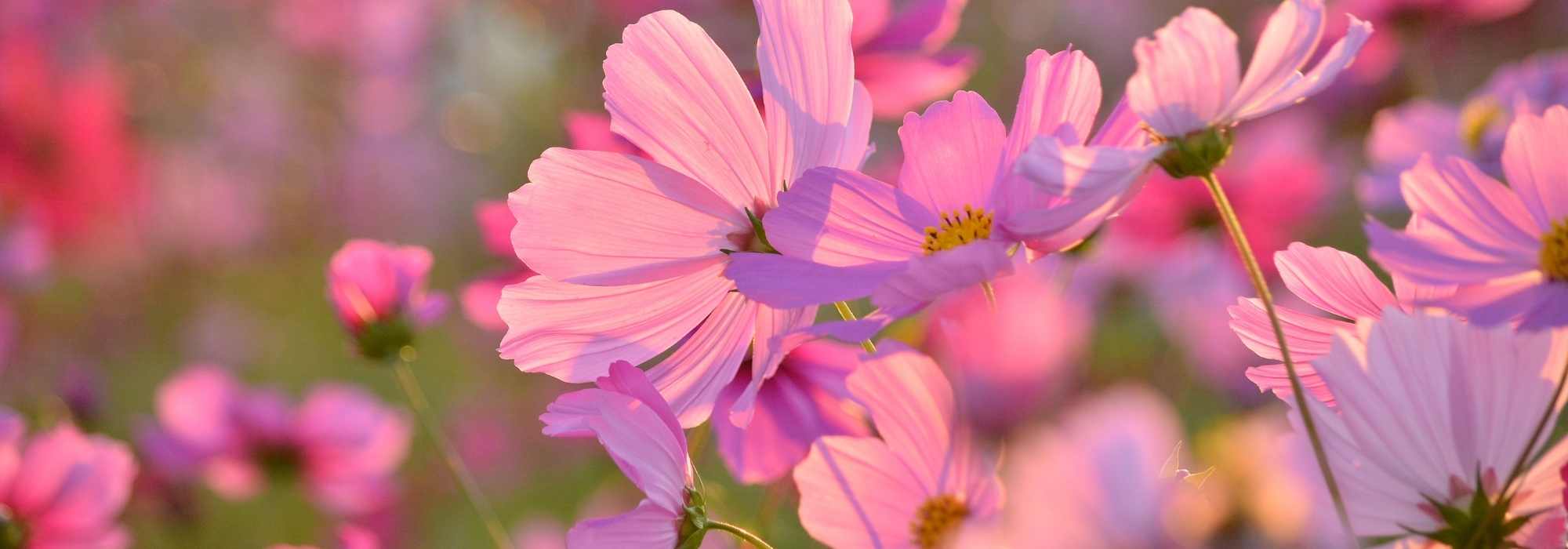 6 ideas for pairing cosmos