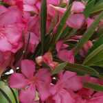 Flowering of the oleander