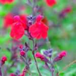 7 good reasons to plant a shrub sage