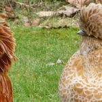 The 10 Most Beautiful Breeds of Rooster