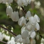 Unknown trees and shrubs